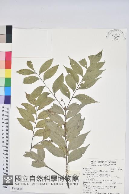 烏來柯、楒、淋漓藏品圖，第1張