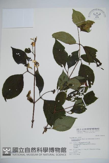 臺灣蝴蝶戲珠花、臺灣蝴蝶花藏品圖，第1張