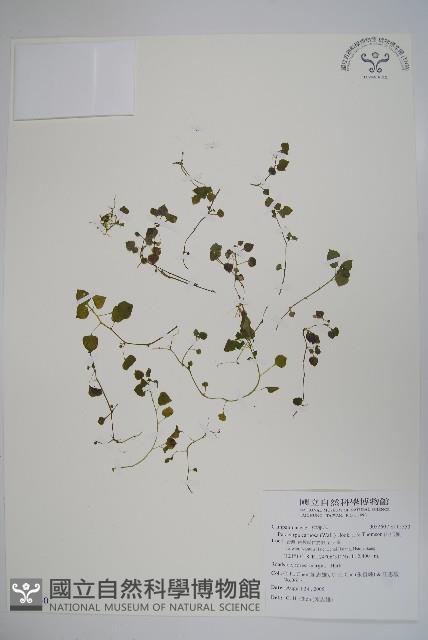 山桔梗藏品圖，第1張