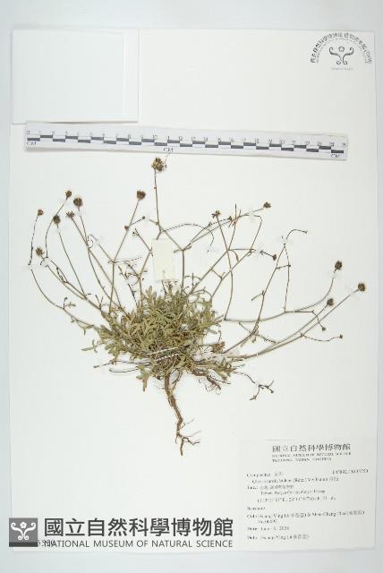 香茹藏品圖，第1張