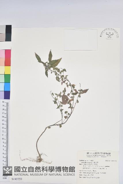 鐵莧菜藏品圖，第1張