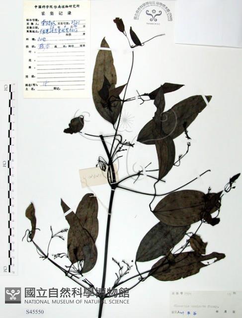 柱果鐵線蓮藏品圖，第1張