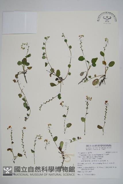 臺北附地草藏品圖，第1張