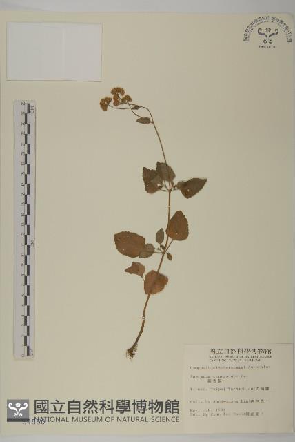 霍香薊藏品圖，第1張