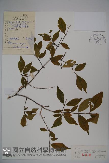 毛脈黑忍冬藏品圖，第1張