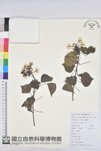 登錄號:S117550藏品圖，第1張