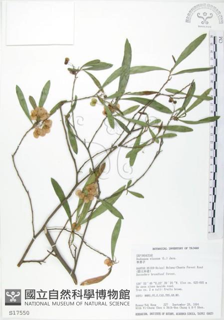 車桑子藏品圖，第1張