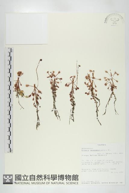 登錄號:S097550藏品圖，第1張