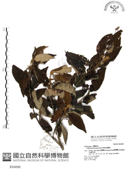 杜虹花，台灣紫珠藏品圖，第1張