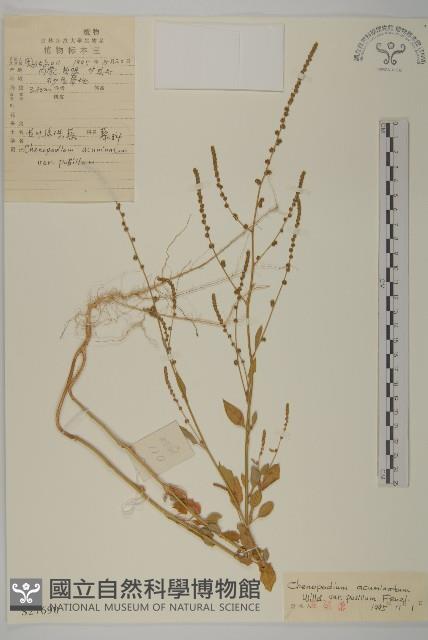 長葉綠珠藜藏品圖，第1張