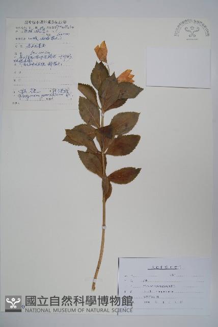 桔梗藏品圖，第1張