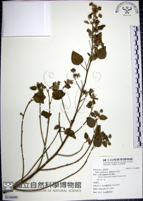 圓葉金午時花藏品圖，第1張