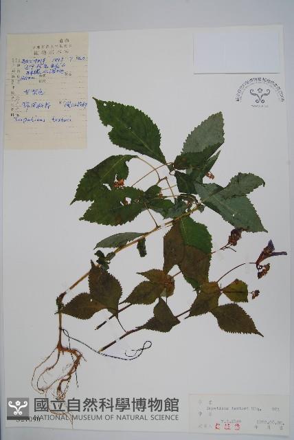 野鳳仙花藏品圖，第1張