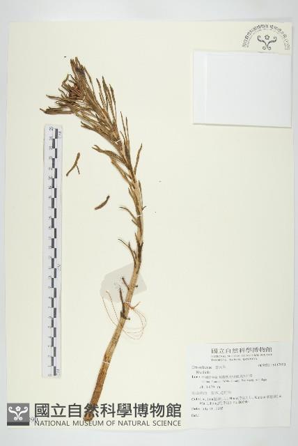 登錄號:S137090藏品圖，第1張