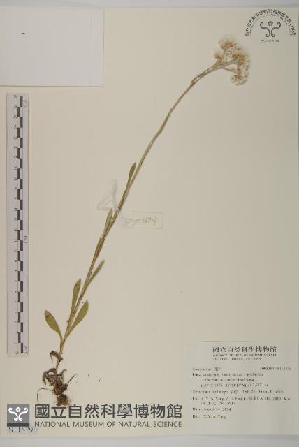 登錄號:S116790藏品圖，第1張