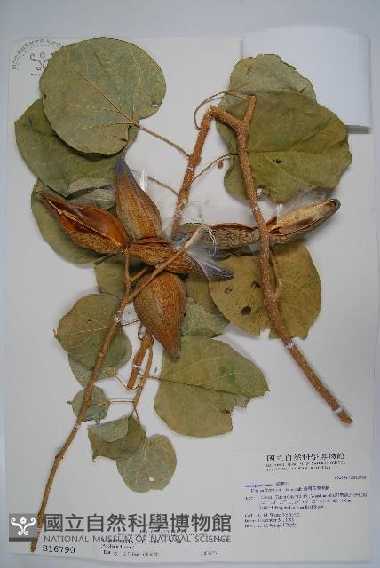 華他卡藤藏品圖，第1張