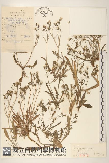 兔仔菜藏品圖，第1張