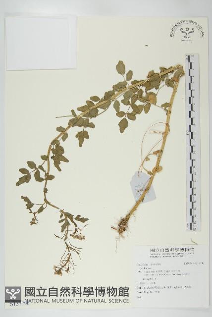 登錄號:S137790藏品圖，第1張