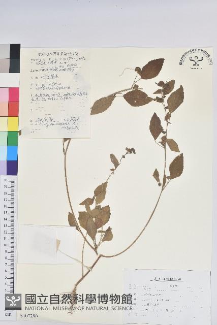 鐵莧菜藏品圖，第1張