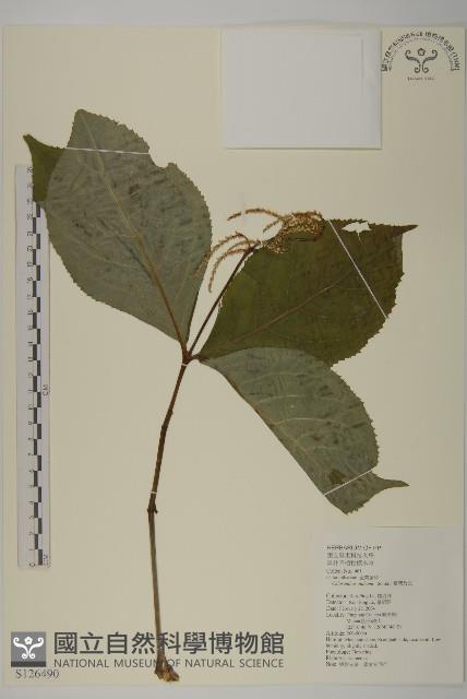 臺灣及己藏品圖，第1張