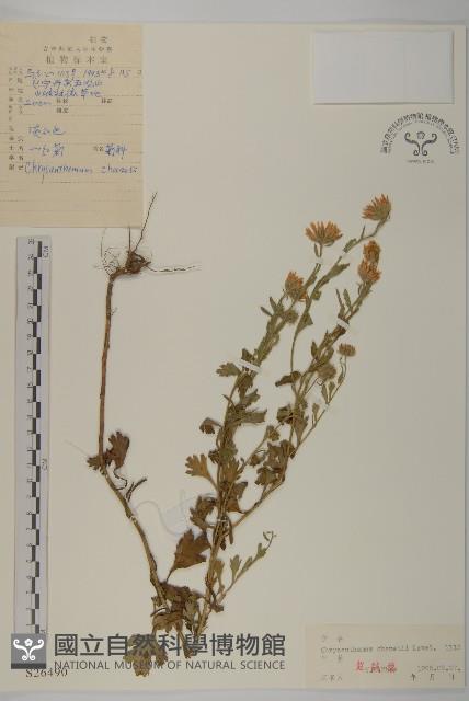 小紅菊藏品圖，第1張