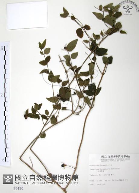 山素英藏品圖，第1張