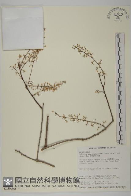 多花滇南蛇藤藏品圖，第1張