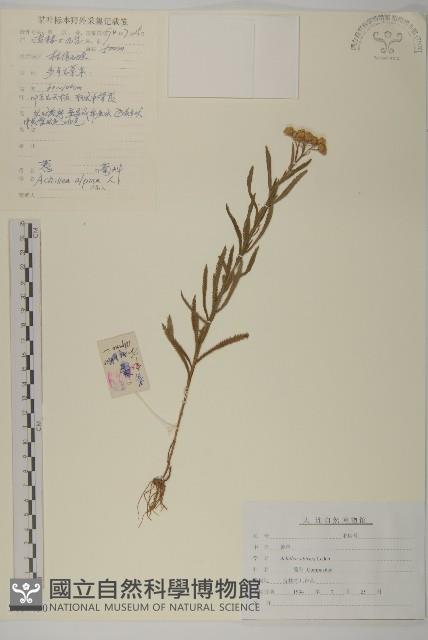 西伯利亞蓍藏品圖，第1張