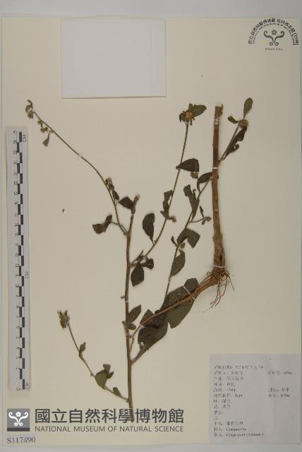 杓兒菜藏品圖，第1張