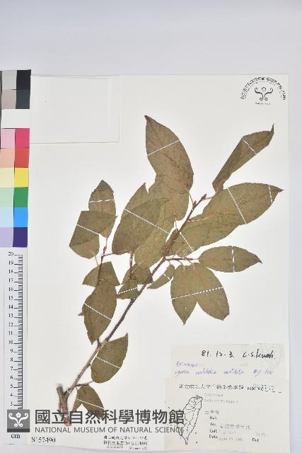 南燭藏品圖，第1張