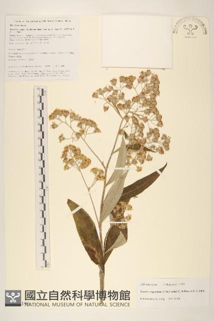 鉅葉尾藥菊藏品圖，第1張