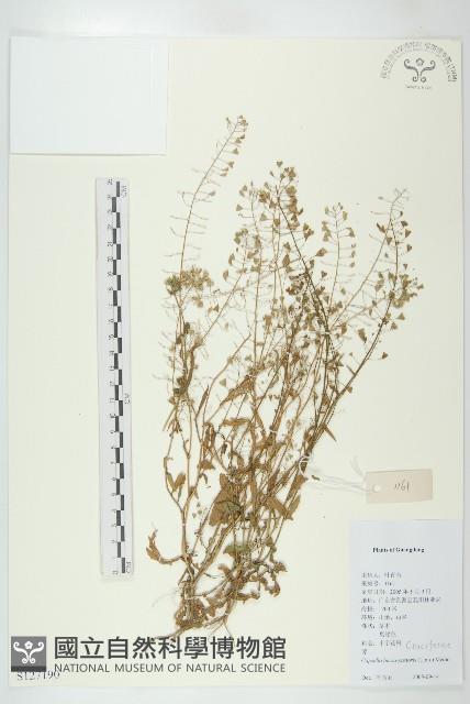 薺藏品圖，第1張