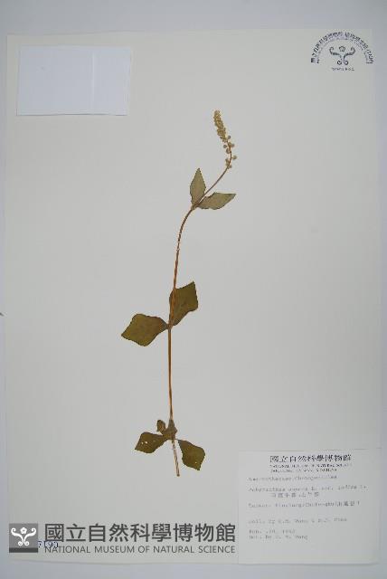 印度牛膝、土牛藤藏品圖，第1張