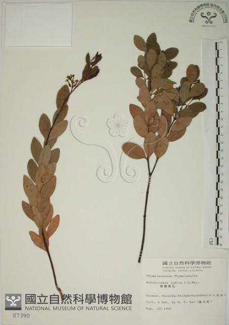 南嶺蕘花藏品圖，第1張