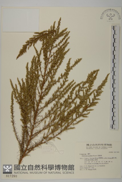 茵蔯蒿藏品圖，第1張