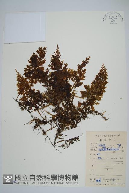 蕗蕨藏品圖，第1張