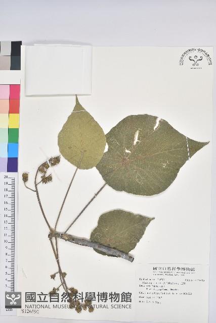 血桐藏品圖，第1張