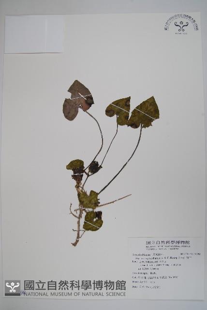 太平山細辛藏品圖，第1張