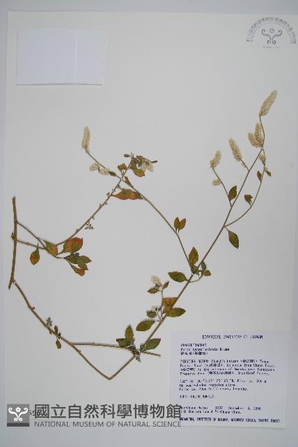 蔓雞冠、絹毛莧藏品圖，第1張