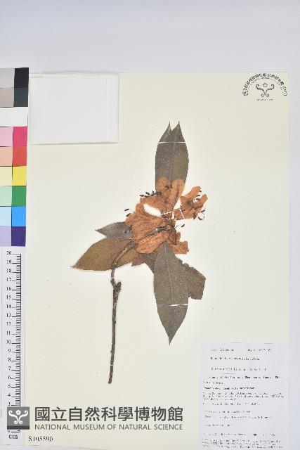 附生杜鵑藏品圖，第1張