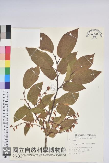 南燭藏品圖，第1張