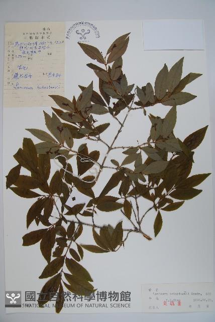 華北忍冬藏品圖，第1張