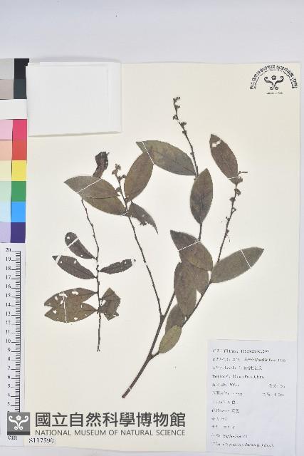 紅毛饅頭果藏品圖，第1張