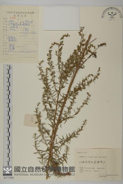 小艾藏品圖，第1張