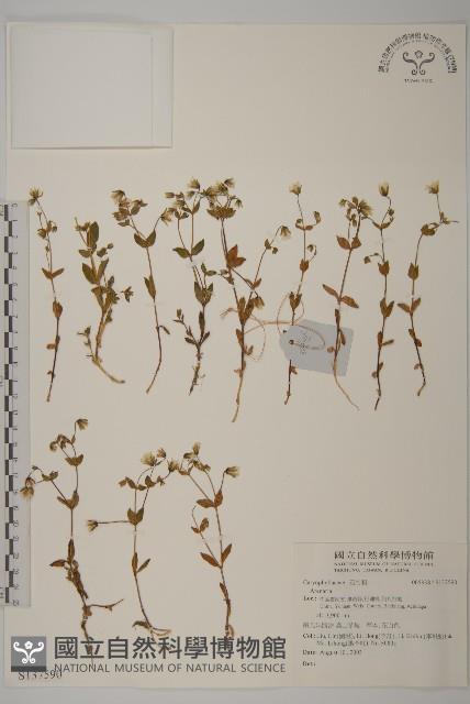 登錄號:S137590藏品圖，第1張