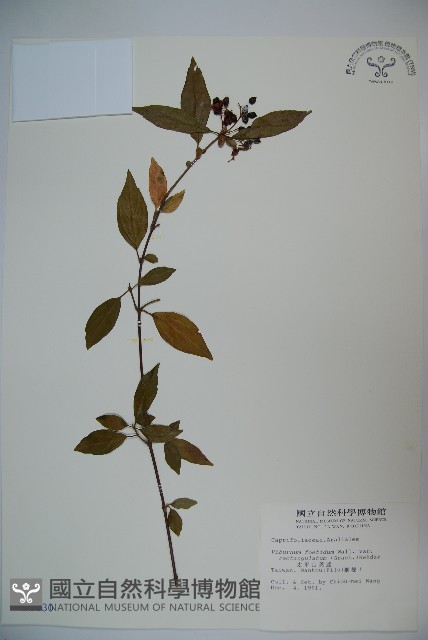 狹葉莢迷藏品圖，第1張