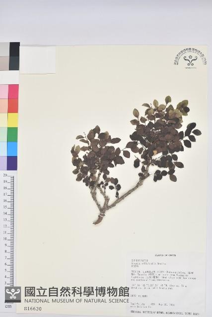 紅仔珠藏品圖，第1張