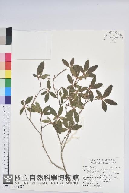 紅毛杜鵑藏品圖，第1張