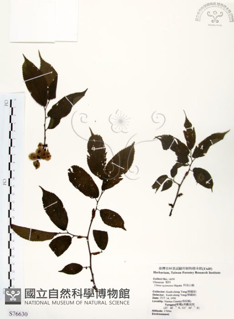 阿里山榆藏品圖，第1張