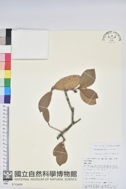 附生杜鵑藏品圖，第1張